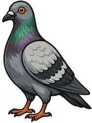 Pigeon