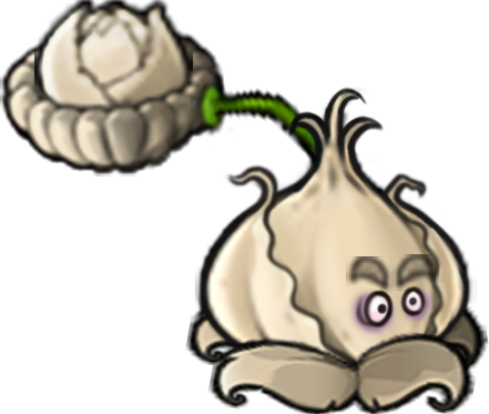 Spawn Garlic Cabbage